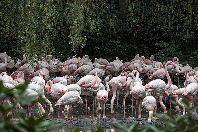 20140926 5482VRAw [D~SFA] Flamingo, Vogelpark, Walsrode