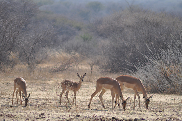 Inaj impaloj. Khama rinocera naturrezervejo