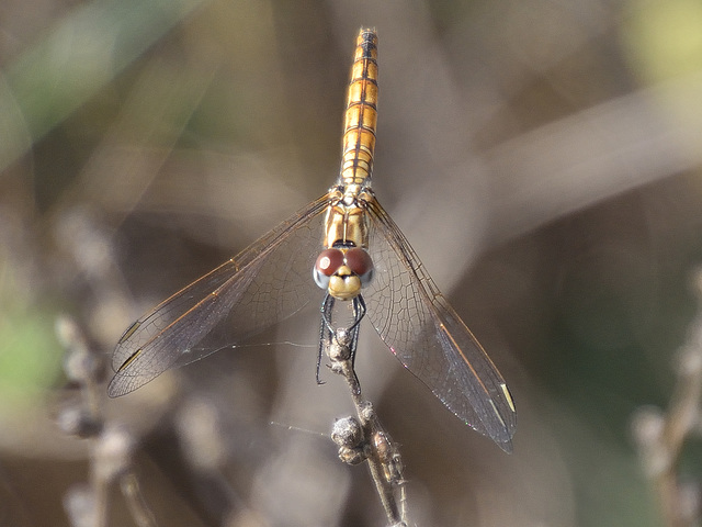 Violet Dropwing f (Trithemis annulata) DSB 1643