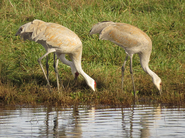 Sandhill cranes