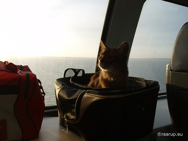 Rags enjoys riding by train