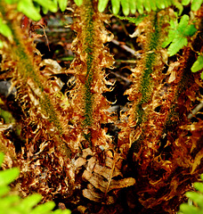 Hairy Fern