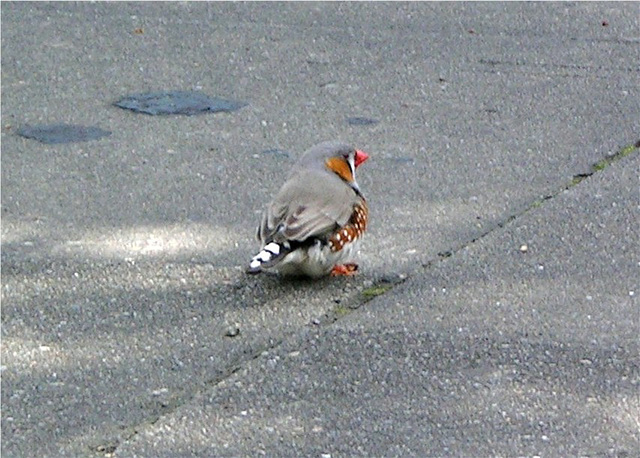 Zebrafink auf Beton