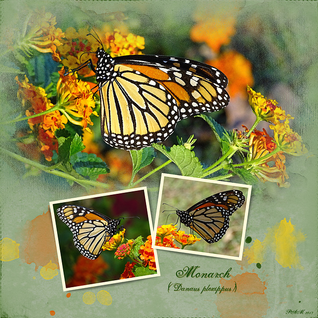 Monarch on Lantana (2)