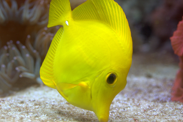 IMG_4552yellowfish