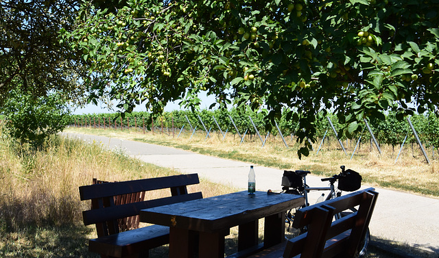 Radlerpause in den Weinbergen bei Neustadt a.d.Weinstrasse