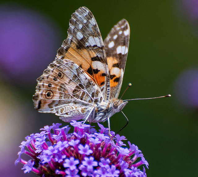 Painted lady butterfly