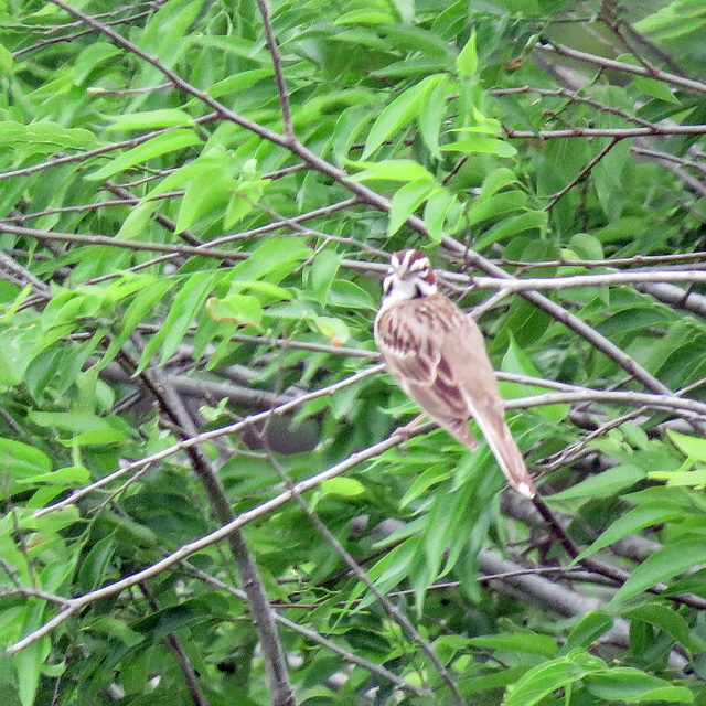 Day 8, Lark Sparrow, Santa Ana NWR