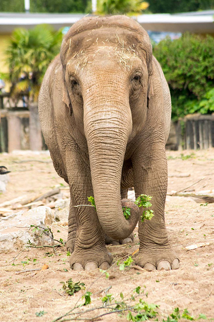 Elephant posing (2)