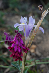 Vicia benghalensis, Fabaceae