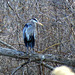 Male Great Blue Heron