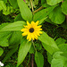 20210929 3003CPw [D~LIP] Blume, Bad Salzuflen