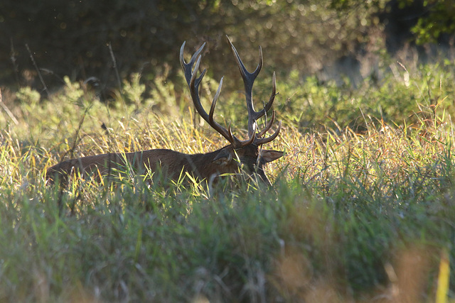 cerf dominant cerf dominant