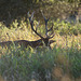 cerf dominant