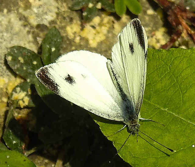 20230716 2144CPw [D~LIP] Kleiner Kohlweißling (Pieris rapae), Bad Salzuflen