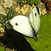 20230716 2144CPw [D~LIP] Kleiner Kohlweißling (Pieris rapae), Bad Salzuflen