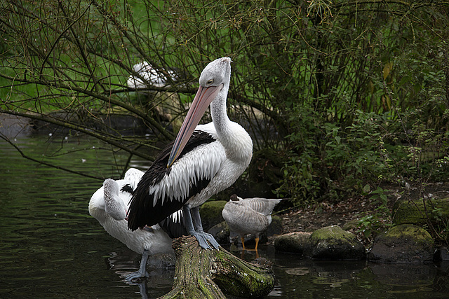 20140926 5483VRAw [D~SFA] Pelikan, Vogelpark, Walsrode