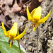 trout lily DSC 0620