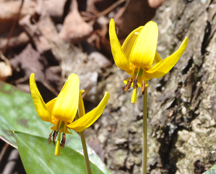 trout lily DSC 0620