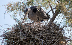 20150518 7864VRTw [R~F] Graureiher (Ardea cinerea), Parc Ornithologique, Camargue