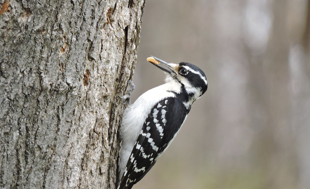 Hairy Woodpecker