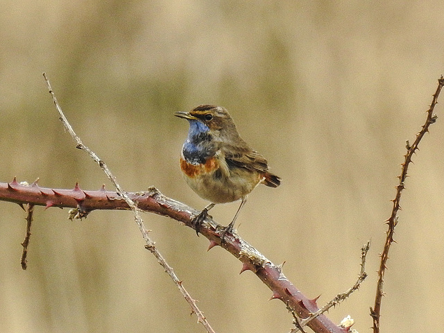 20180403 3375CPw [D~AUR] Blaukehlchen (Luscinia svecica), Leybucht, Greetsiel