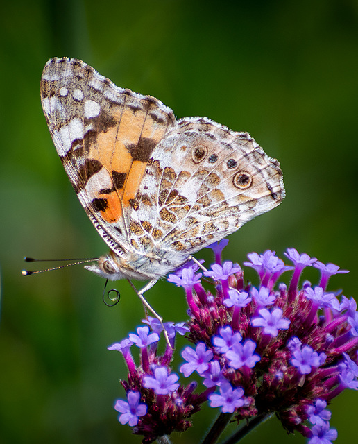 Painted lady butterfly