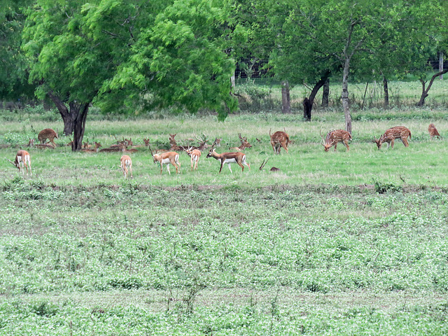Day 8, Blackbuck Antelope, imported from India for hunting, Santa Ana NWR