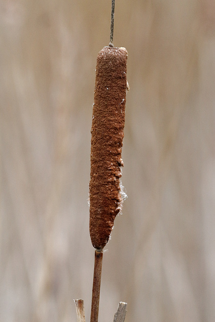 EOS 60D Unknown 14 42 4703400 Bullrush dpp