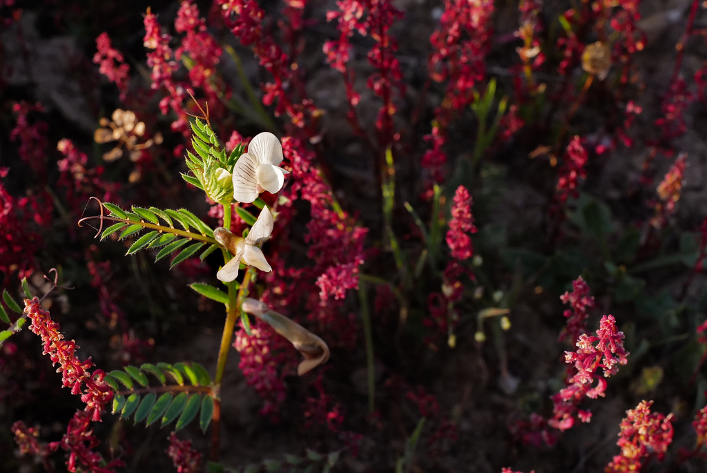 Vicia lutea, Rumex bucephalophorus