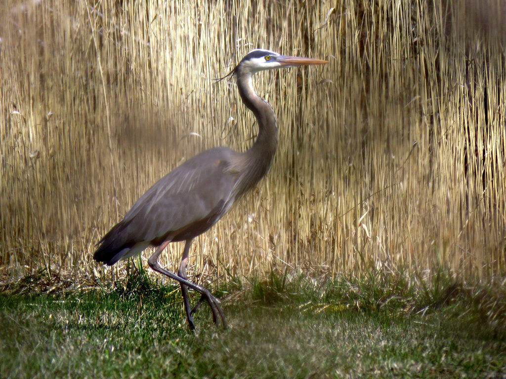 Female Great Blue Heron