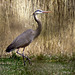 Female Great Blue Heron