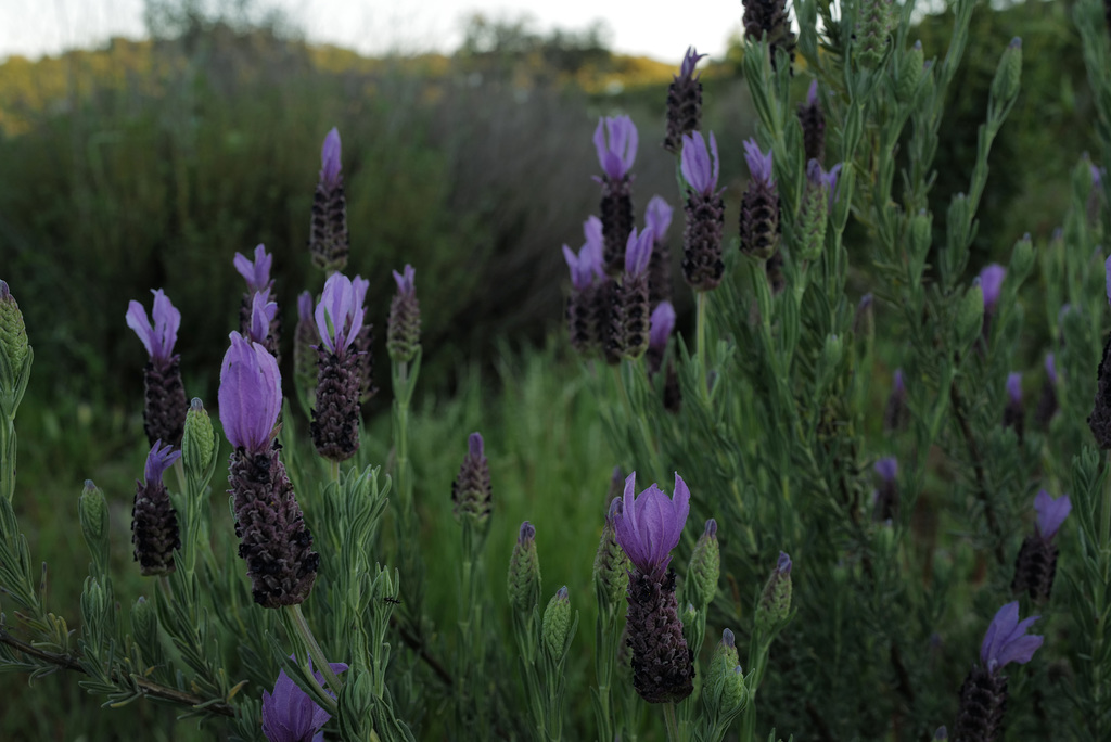 Lavandula stoechas, Lamiales