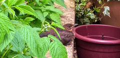 Young Blackbird