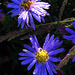 Michaelmas daisies with droplets.