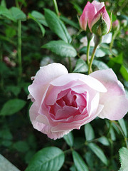 Rosa rosae