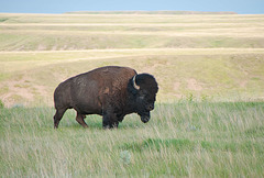 solitary bison at GNP West
