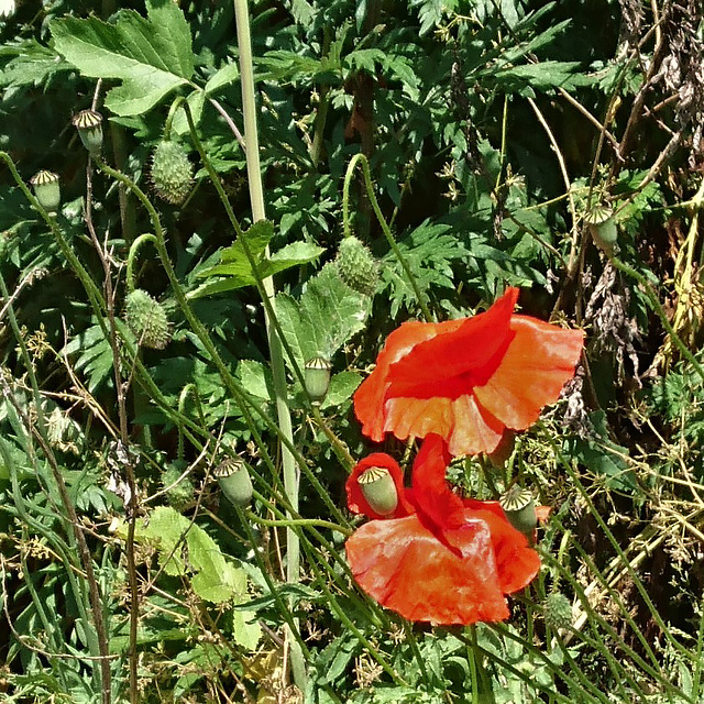 Klatschmohn.