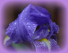 iris sous la pluie