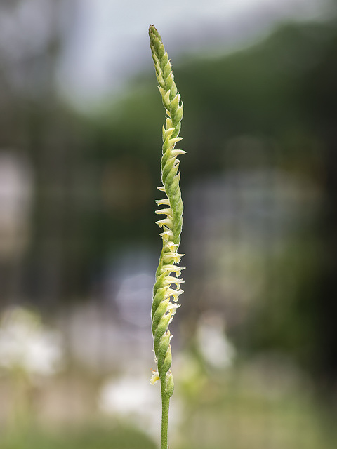 Spiranthes laciniata (Lace-lipped Ladies'-tresses orchid)