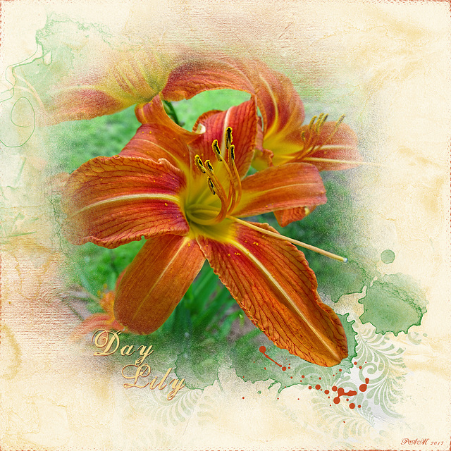 Orange Day Lily