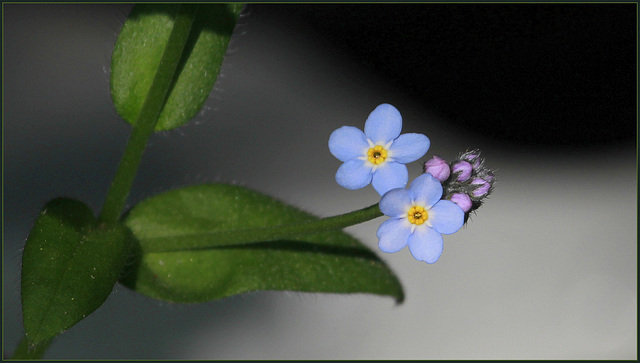 Myosotis