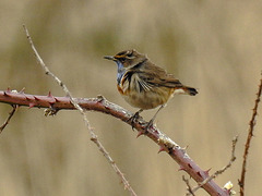 20180403 3376CPw [D~AUR] Blaukehlchen (Luscinia svecica), Leybucht, Greetsiel