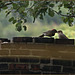 Two flickers on a neighbour's chimney