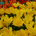 Flowers In Keukenhof