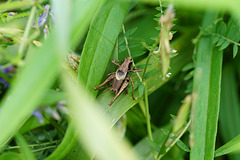 Heuschreck (Pholidoptera griseoaptera) im hohen Gras