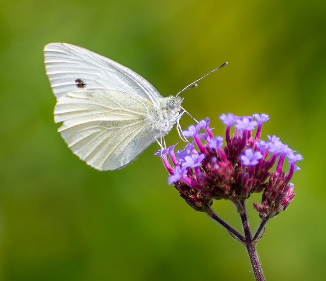 Small white butterfly