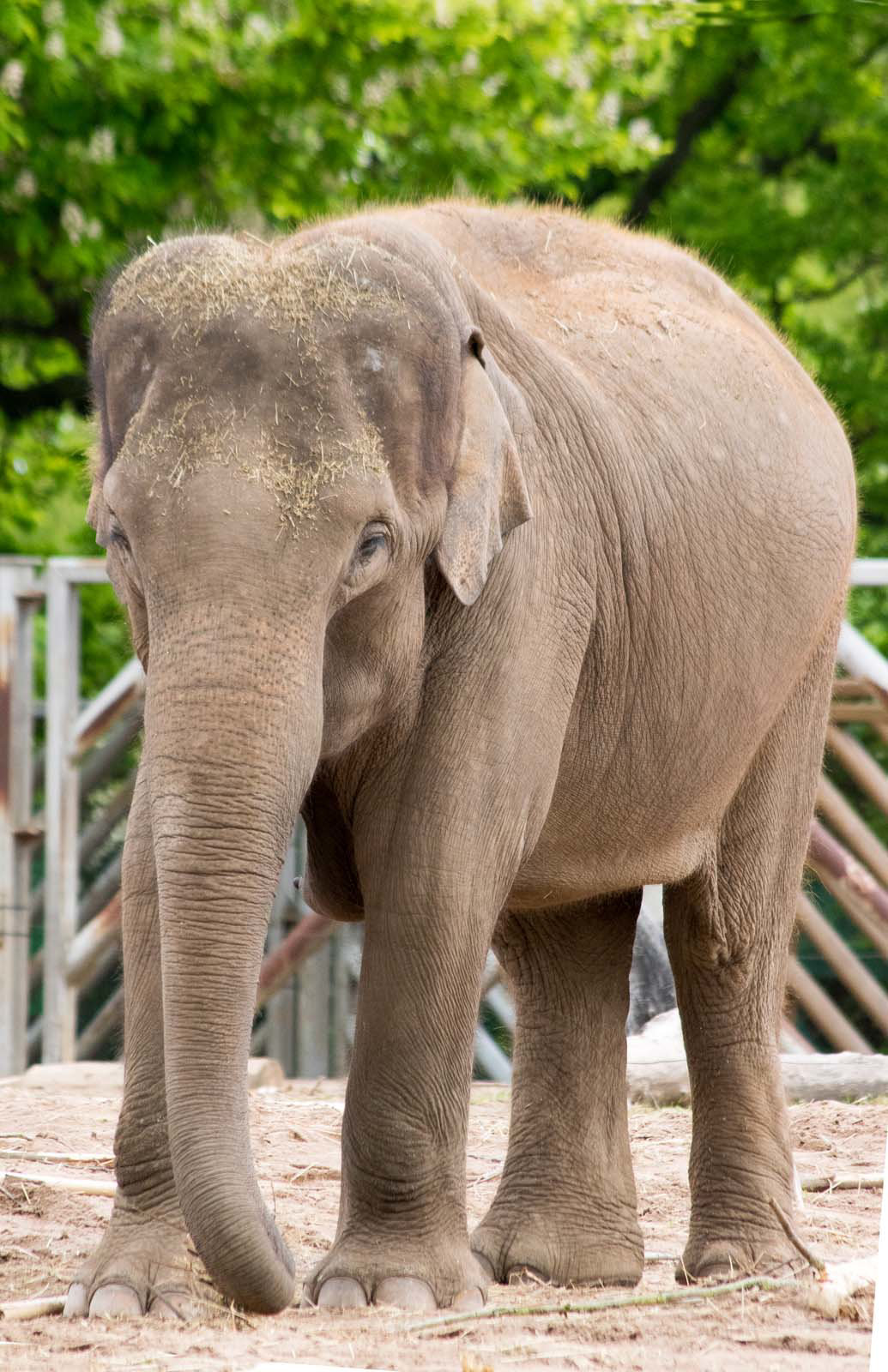 Elephant posing