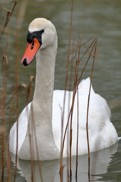 EOS 60D Unknown 14 35 4803378 Swan dpp