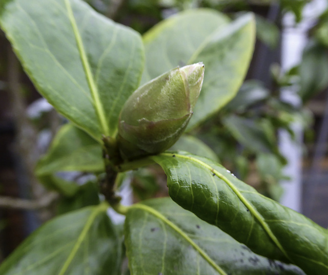 Camelia in January